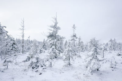 Snow covered trees against sky during winter