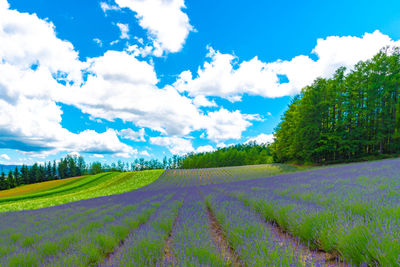 Scenic view of agricultural field against sky
