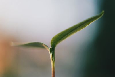 Close-up of plant