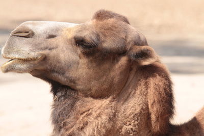 Close-up of camel