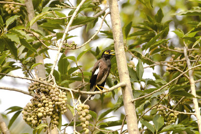 Low angle view of bird perching on tree