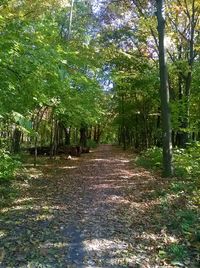 Dirt road amidst trees against sky