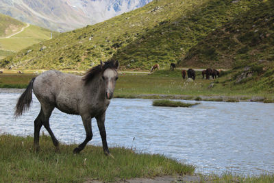 Wild horses at lakeshore against mountains