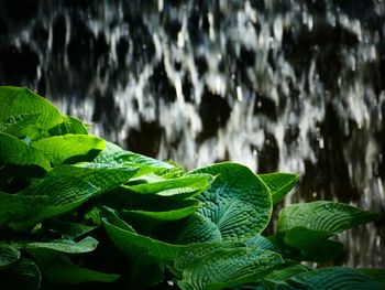 Close-up of wet leaves