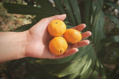 Close-up of hand holding orange