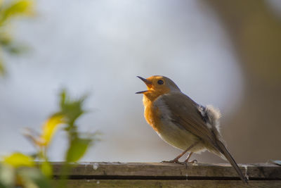 Close-up of bird perching on railing