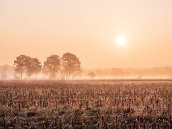 Scenic view of field against sky during sunset