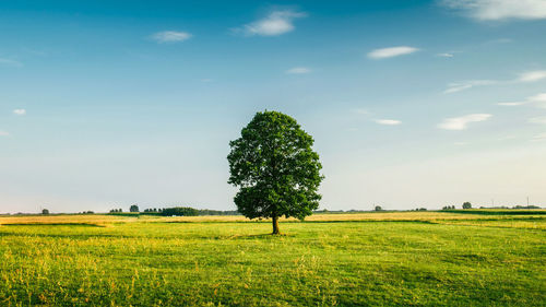 Tree on field against sky