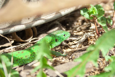 Close-up of a lizard on a field