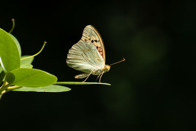 insect