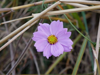 Close-up of flower blooming outdoors