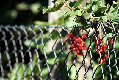 Red currants growing by fence in yard