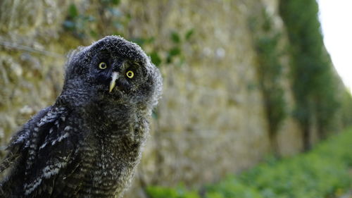 Close-up portrait of owl