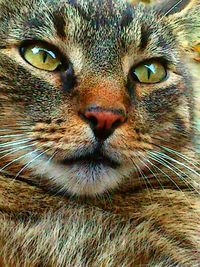 Close-up portrait of cat