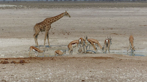 Panoramic view of zebras on landscape