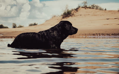 Dog standing in a water