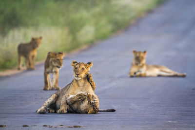 Lion cubs on road