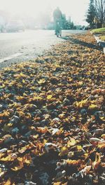 Scenic view of tree against sky