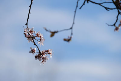 Low angle view of cherry blossom against sky