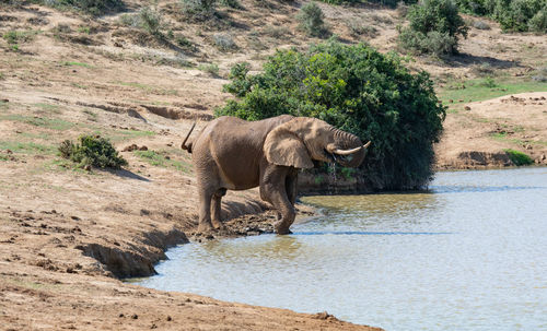 Elephant at waterhole in the wild and savannah landscape of africa