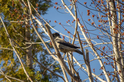 Low angle view of bird perching on tree against sky