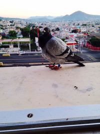 Bird perching on road by mountain