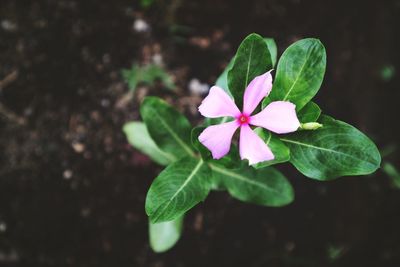 Close-up of pink flowering plant