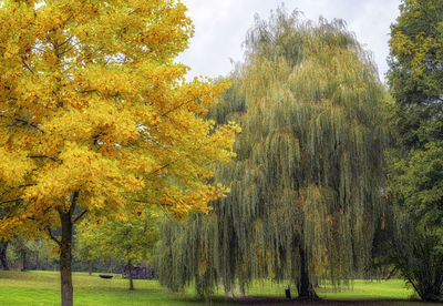 Trees in park during autumn