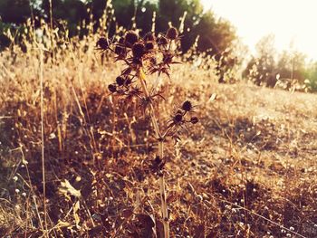 Close-up of wilted flower on field