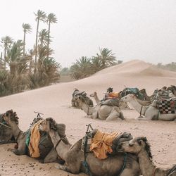 Scenic view of desert against sky