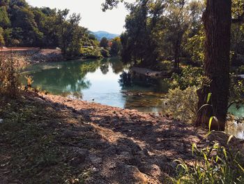 Scenic view of lake in forest