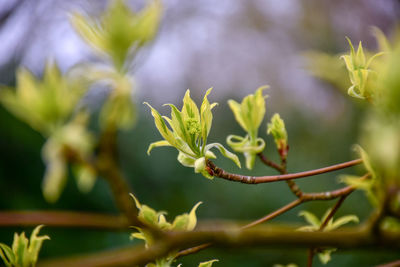 Close-up of flowering plant