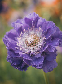 Close-up of purple flowering plant