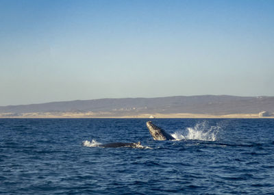 Humpback whale