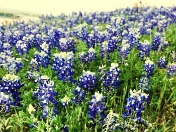 Close-up of purple flowers blooming on field