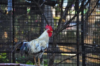 View of rooster in cage