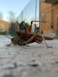 Close-up of insect on wood