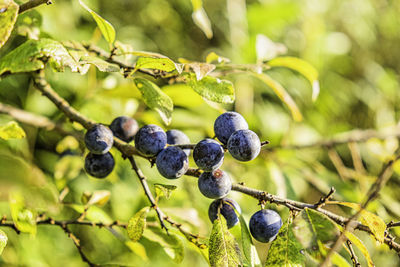 Close-up of grapes growing on plant