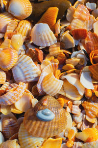 shell