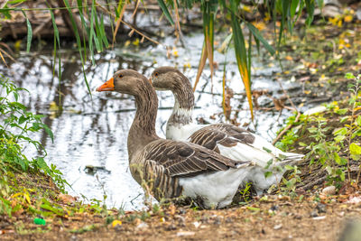 Ducks in lake