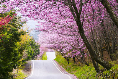 Pink flower tree by road against sky