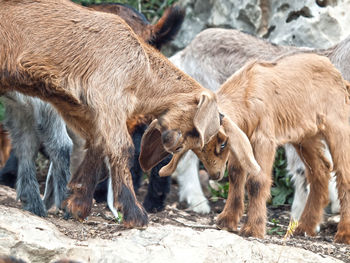 Kid goats fighting on field