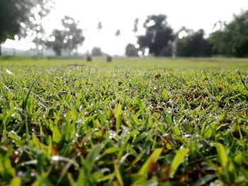 Surface level of grass on field