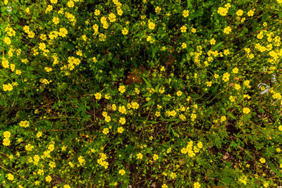 Full frame shot of yellow flowering plants