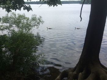 High angle view of trees by lake