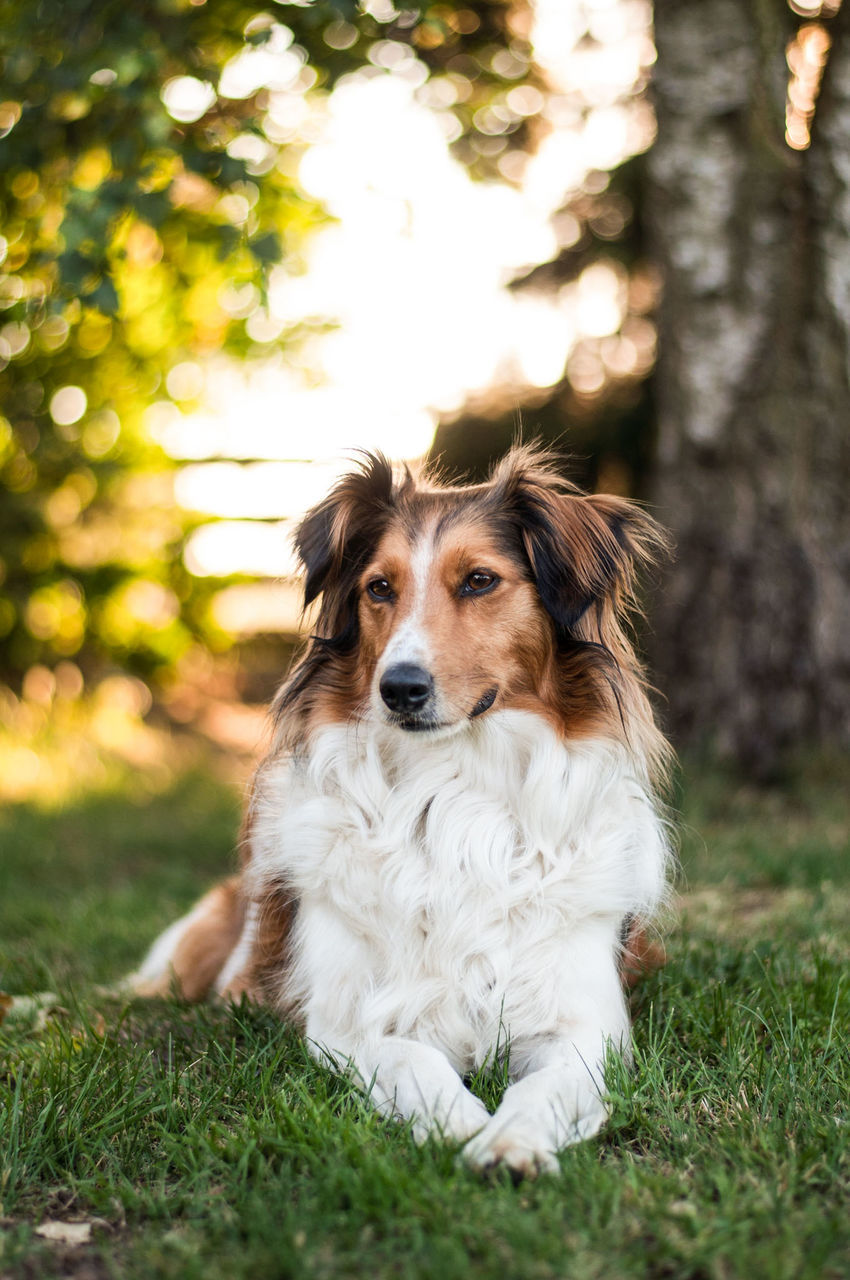 dog, pets, domestic animals, mammal, one animal, nature, animal themes, portrait, grass, looking at camera, sitting, outdoors, tree, day, no people