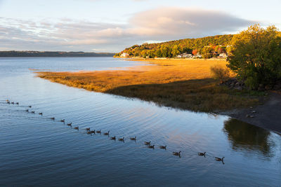 Row of canada geese swimming in the cap-rouge bay during a fall golden hour morning