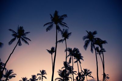 Low angle view of palm trees against sky