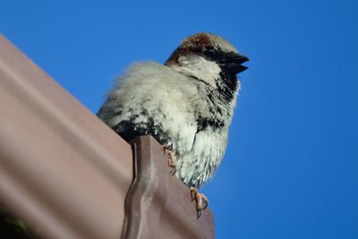 Low angle view of sparrow on fence
