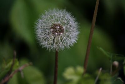 Close-up of dandelion against blurred background